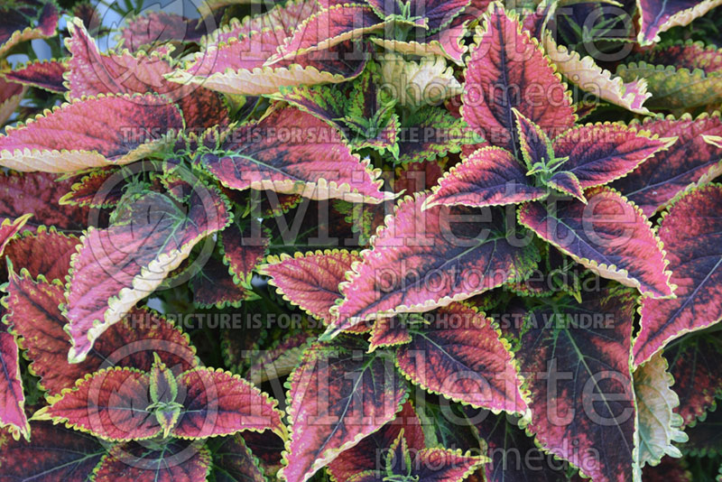 Coleus aka Plectranthus aka Solenostemon Red Fox Main Street Granville Street (Coleus) 2 