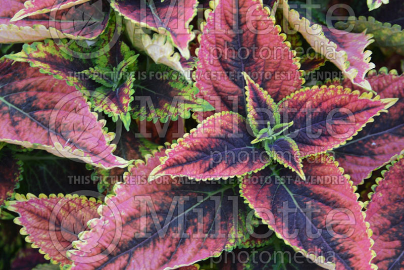 Coleus aka Plectranthus aka Solenostemon Red Fox Main Street Granville Street (Coleus) 3 