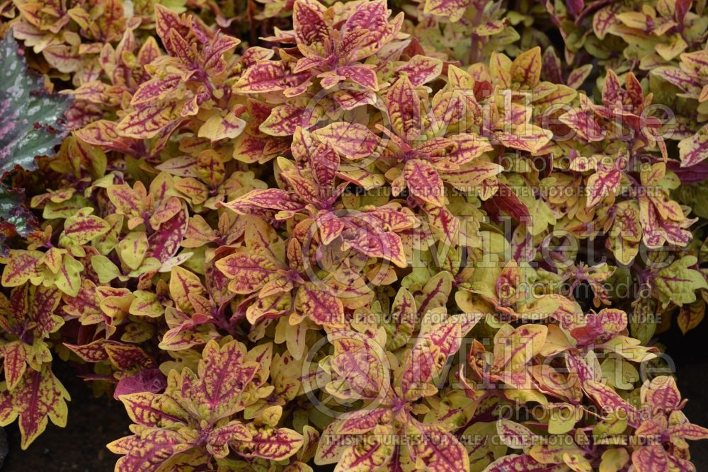 Coleus aka Plectranthus aka Solenostemon Terra Nova Marrakesh (Coleus) 1 