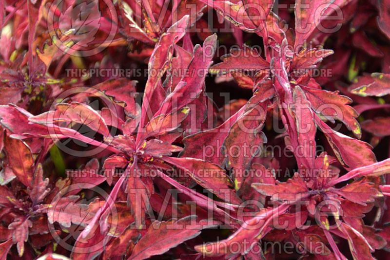 Coleus aka Plectranthus aka Solenostemon Wildfire Ignition (Coleus) 1 