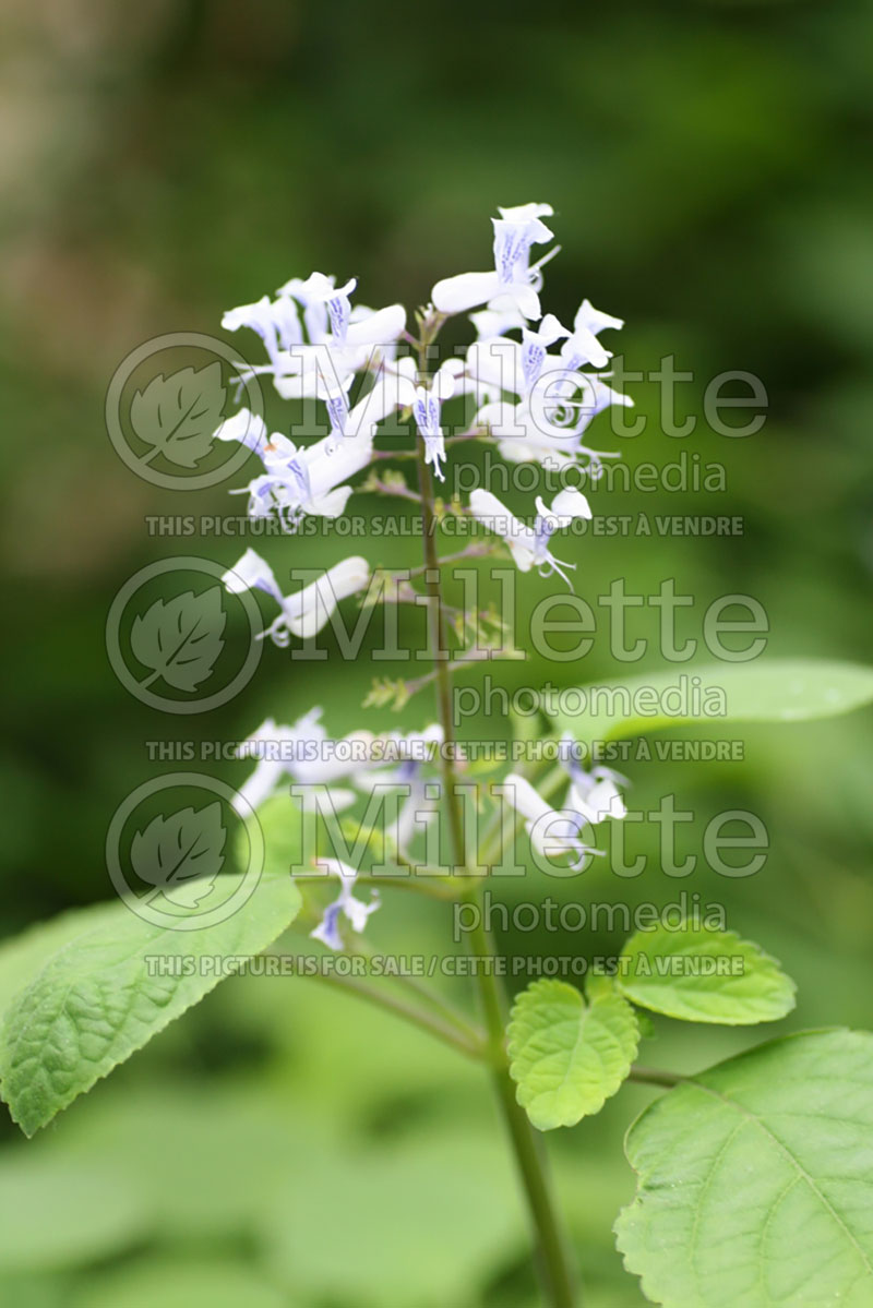 Plectranthus zuluensis (Spur Flower) 1 