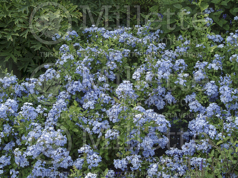 Plumbago Imperial Blue (Cape leadwort) 1 