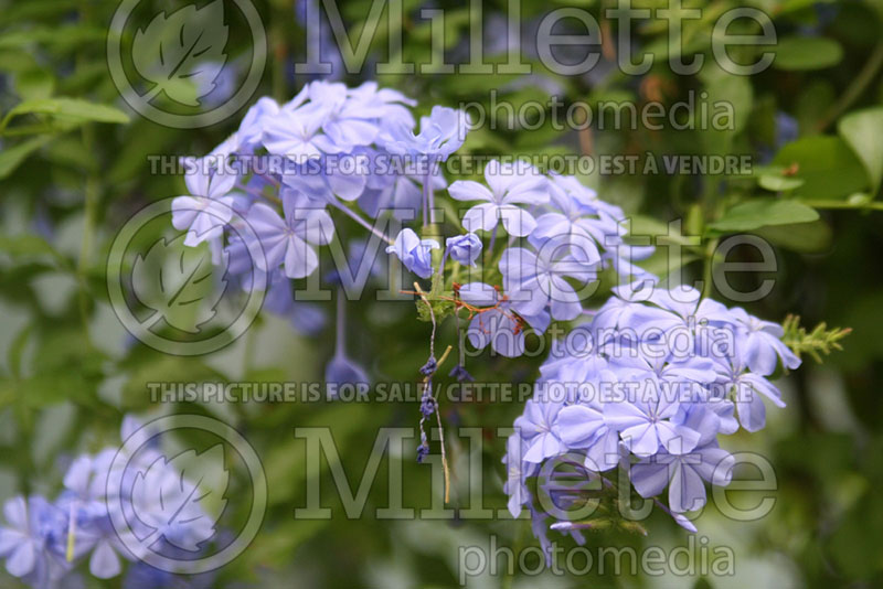 Plumbago auriculata Monott (Cape Leadwort) 1 