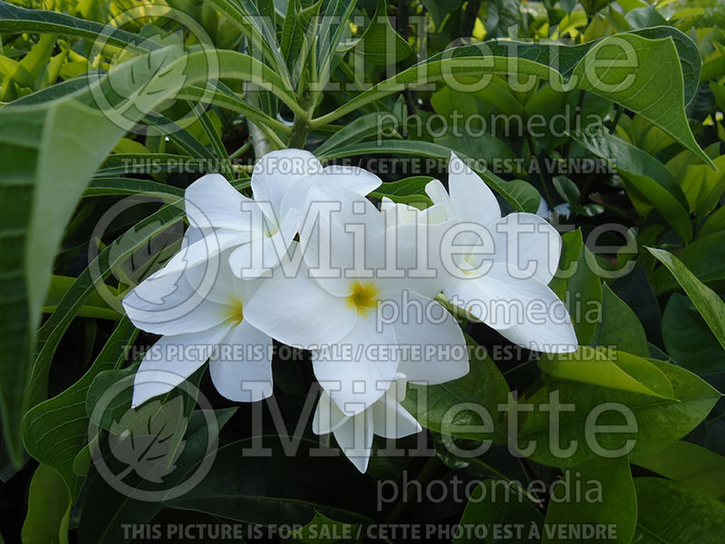 Plumeria Bridal Bouquet (Fiddle Leaf Plumeria)   3