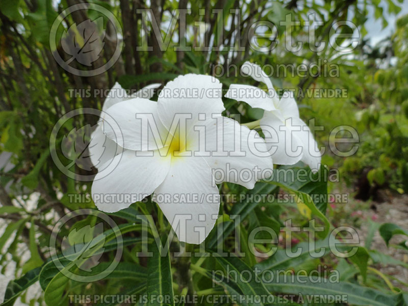 Plumeria Bridal Bouquet (Fiddle Leaf Plumeria)  1 