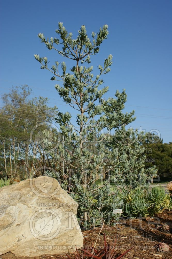 Podocarpus Icee Blue (Cape yellowwood conifer) 1