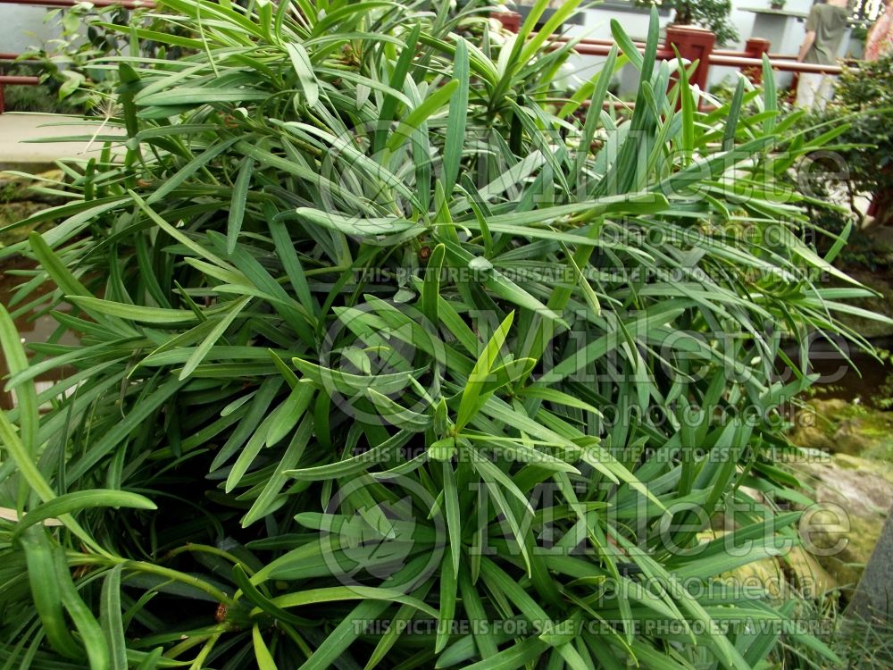 Podocarpus Maki (willow-leaf podocarp conifer) 3