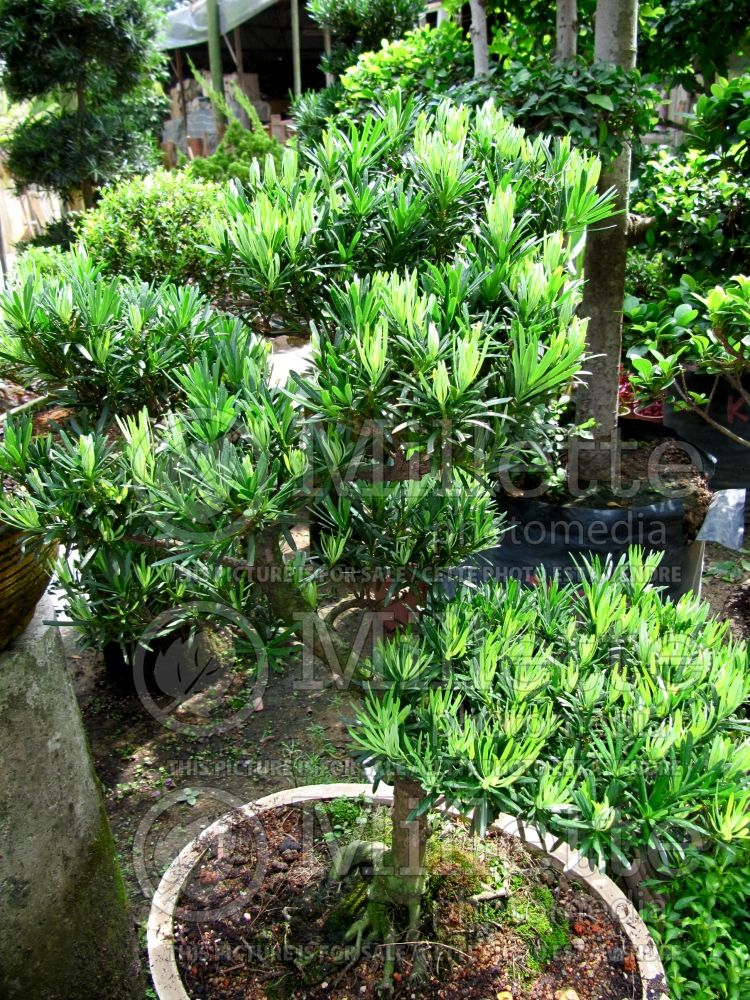 Podocarpus Pringilii (Japanese Yew)  1