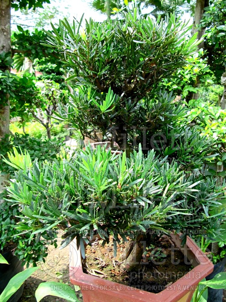 Podocarpus Pringilii (Japanese Yew)  2