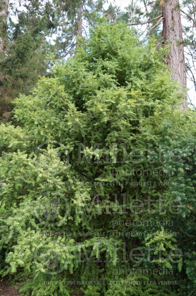 Podocarpus nivalis (mountain or snow totara conifer) 4