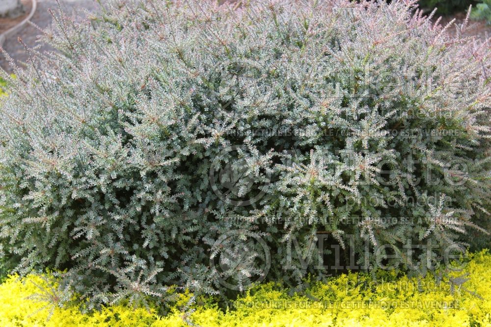 Podocarpus nivalis (mountain or snow totara conifer) 1