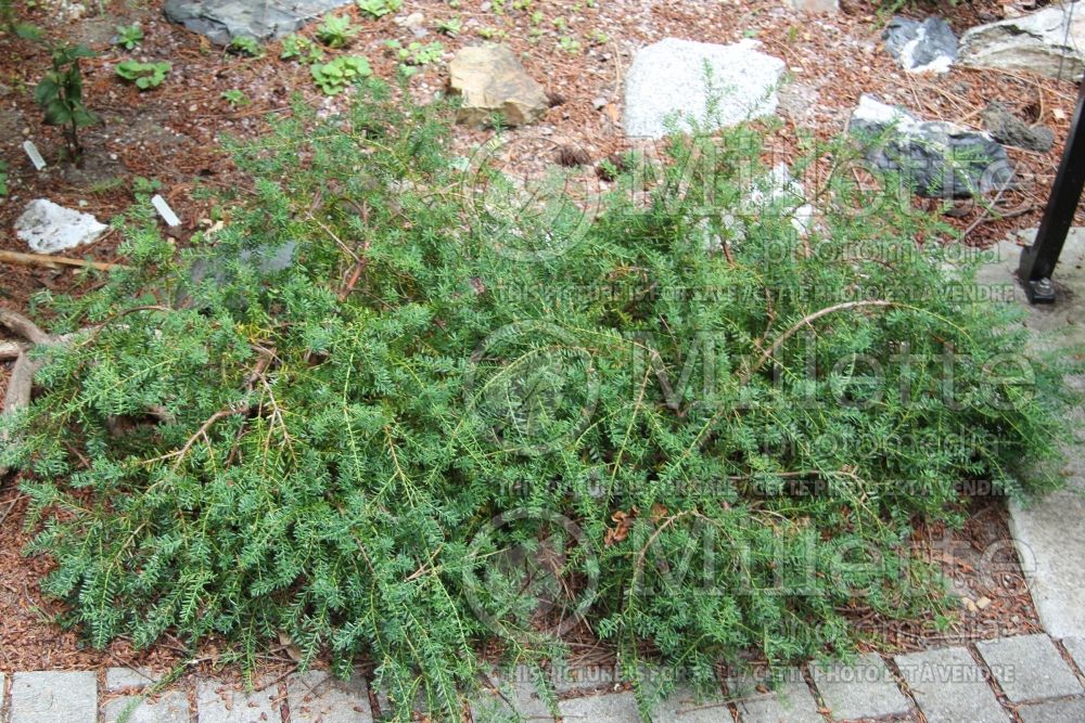 Podocarpus nivalis (mountain or snow totara conifer) 2
