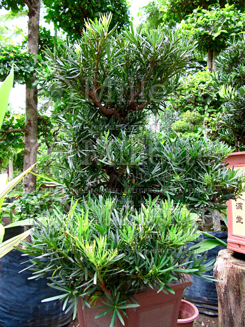 Podocarpus Pringles Dwarf (Japanese Yew) 1 