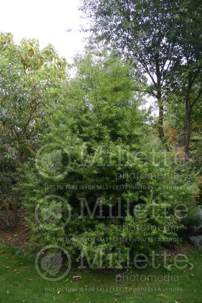 Podocarpus salignus (willow-leaf podocarp conifer) 3