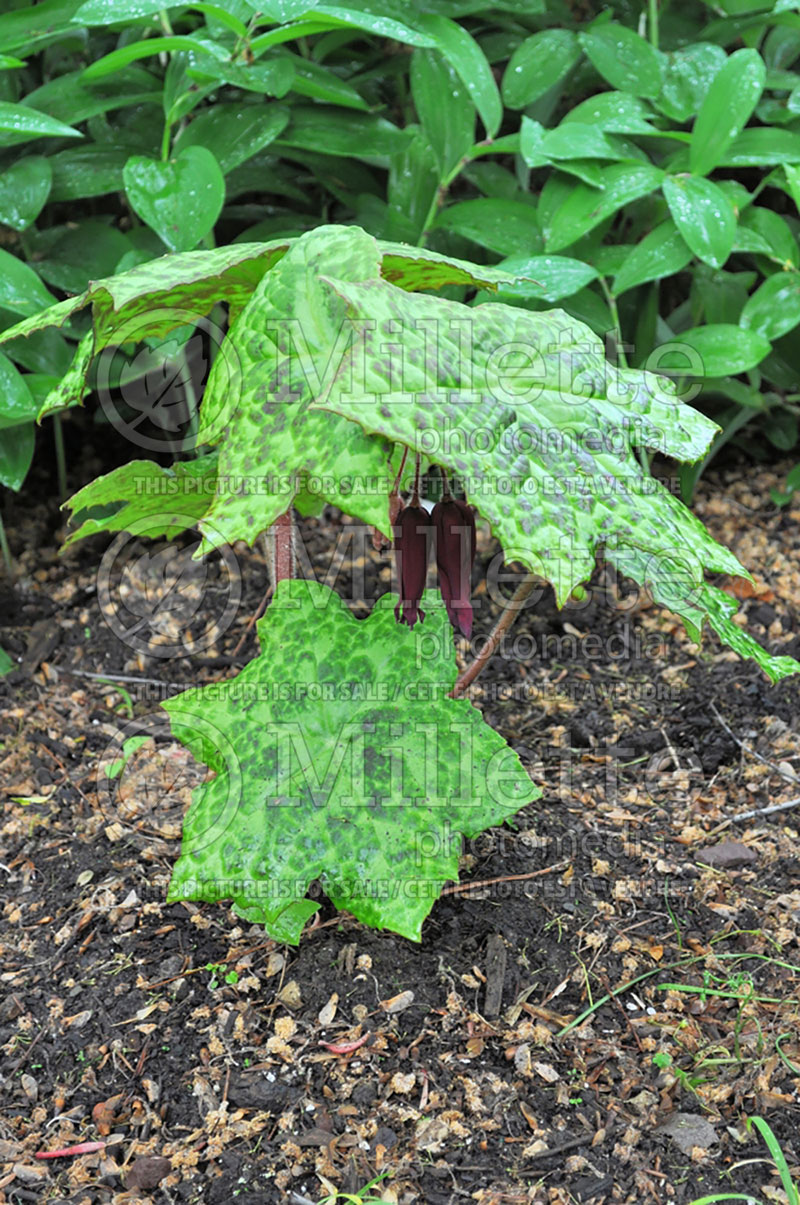 Podophyllum Kaleidoscope (Mayapple) 2 