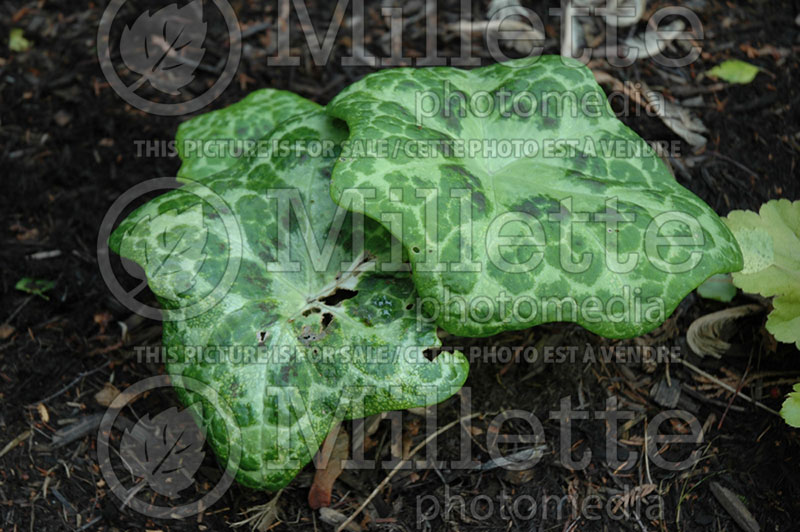 Podophyllum Kaleidoscope (Mayapple) 1 