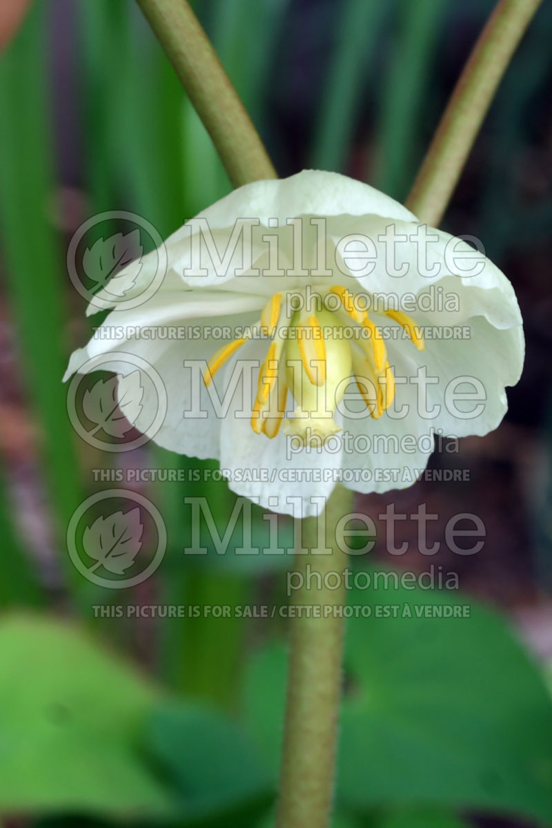 Podophyllum peltatum (Mayapple) 1 