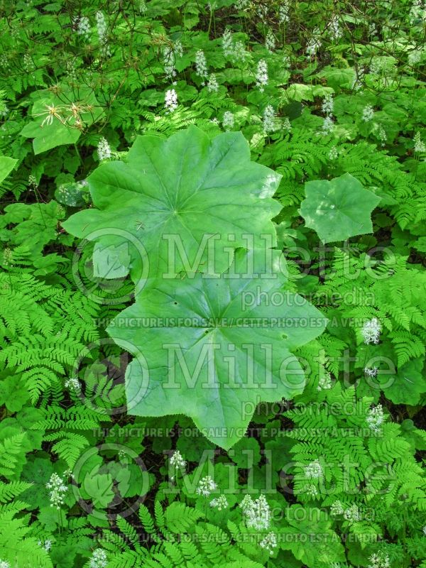 Podophyllum pleianthum (Mayapple) 2 