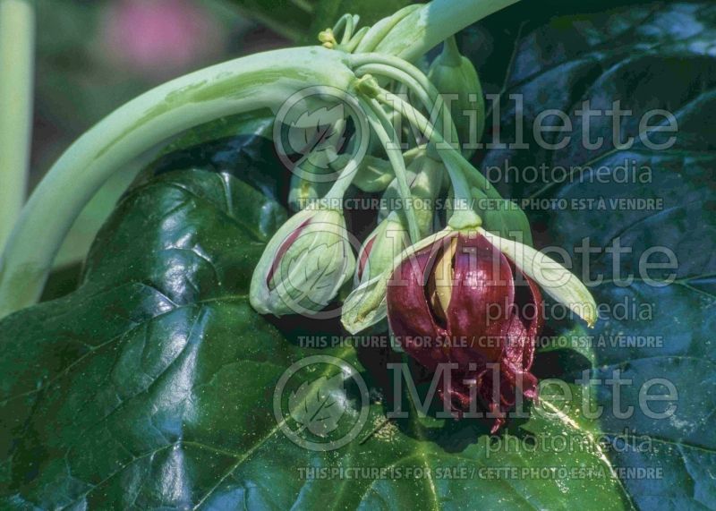 Podophyllum pleianthum (Mayapple) 3 