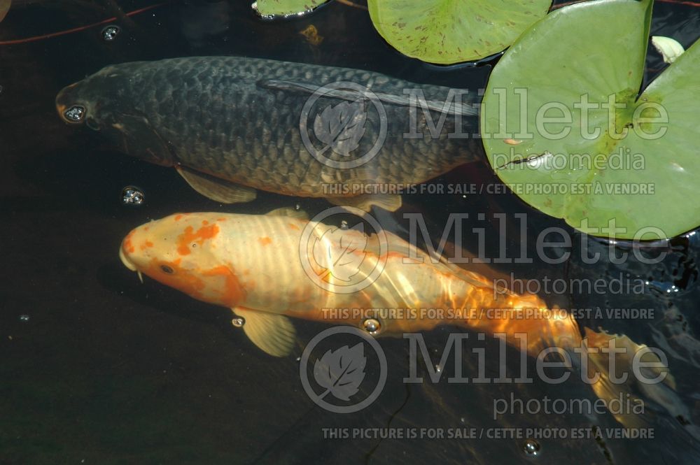 Cyprinus carpio koi - pond (Koi Carp fish) 1 