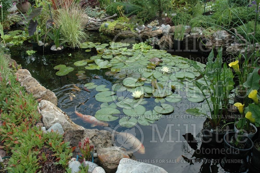 Landscaping ponds and Koi fishes - pond (Landscaping) 4