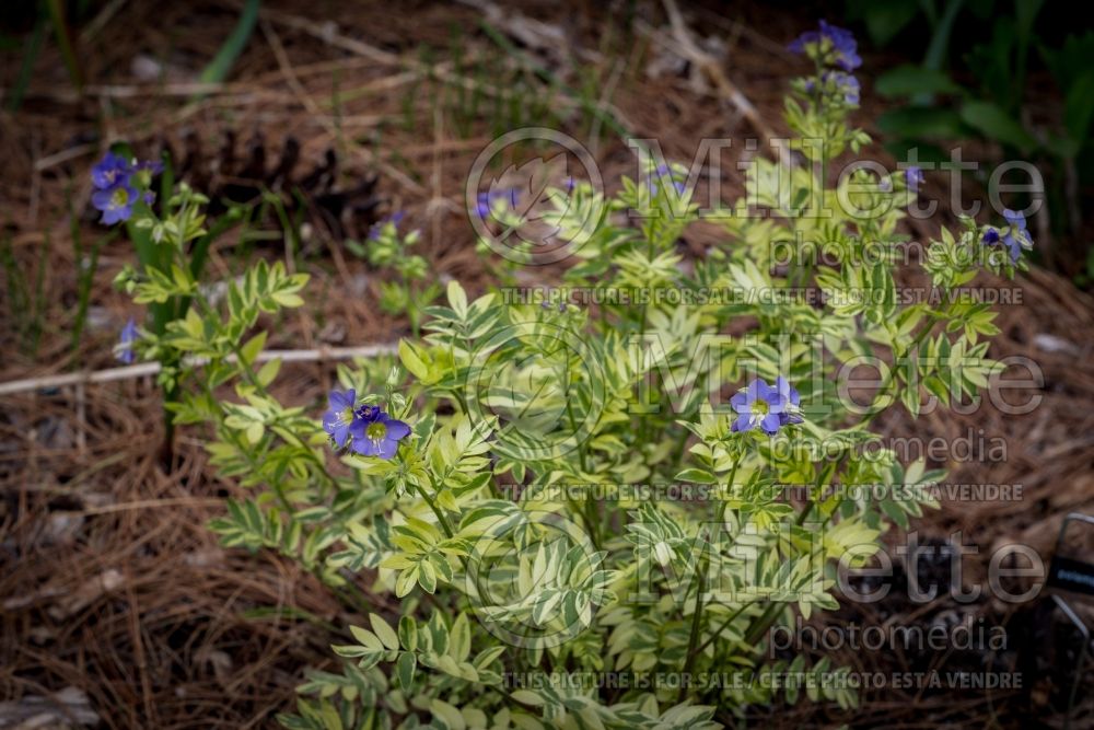 Polemonium Golden Feathers (Jacob's Ladder) 5