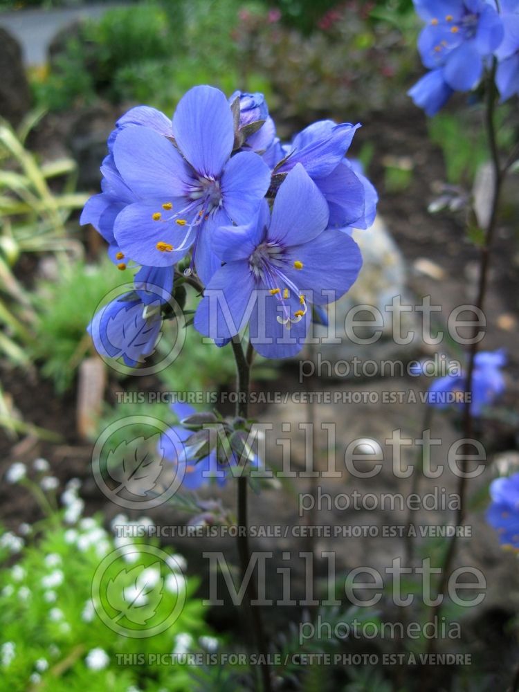 Polemonium Bressingham Purple (Jacob's Ladder)  1