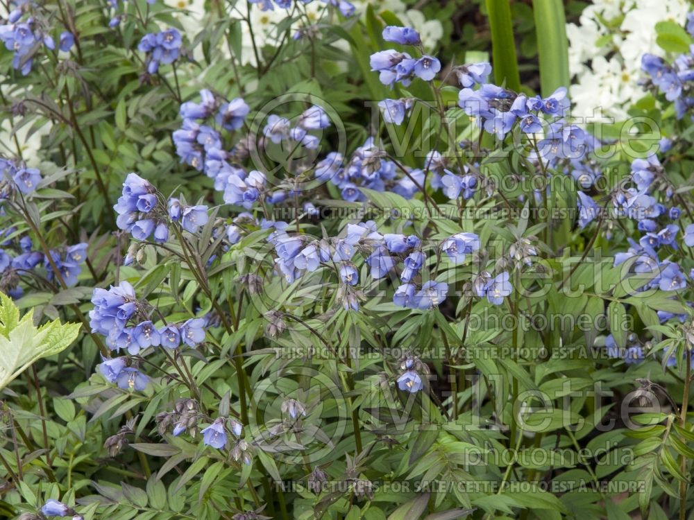 Polemonium caeruleum (Jacob's Ladder) 1 