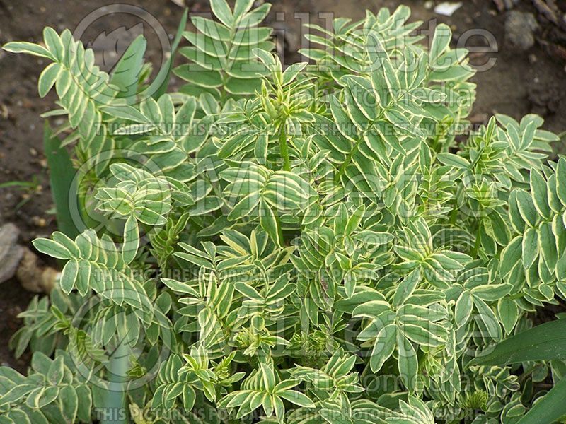 Polemonium Brise d'Anjou (Jacob's Ladder) 1 