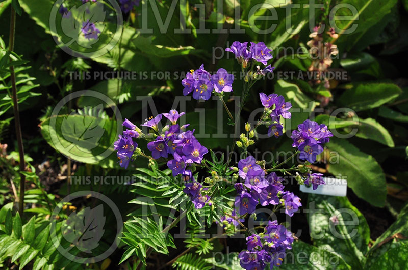 Polemonium Lambrook Mauve (Jacob's Ladder) 1 