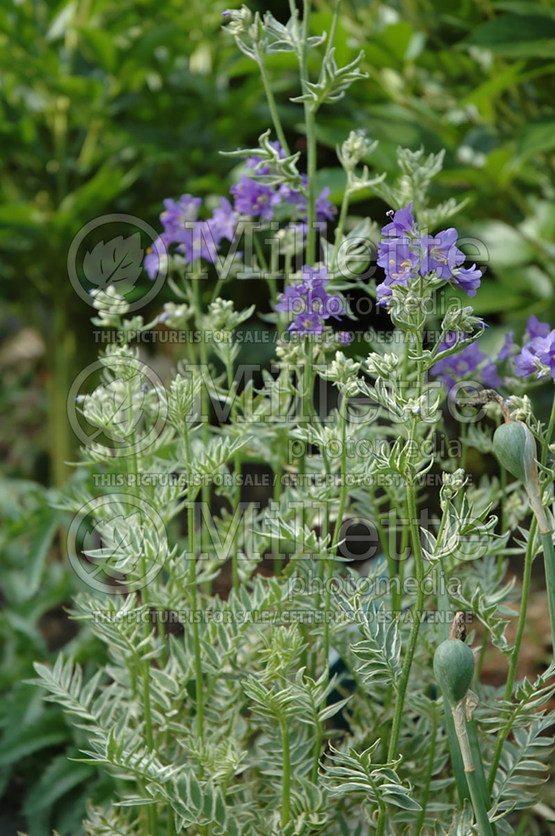 Polemonium Snow and Sapphires (Jacob's Ladder) 2