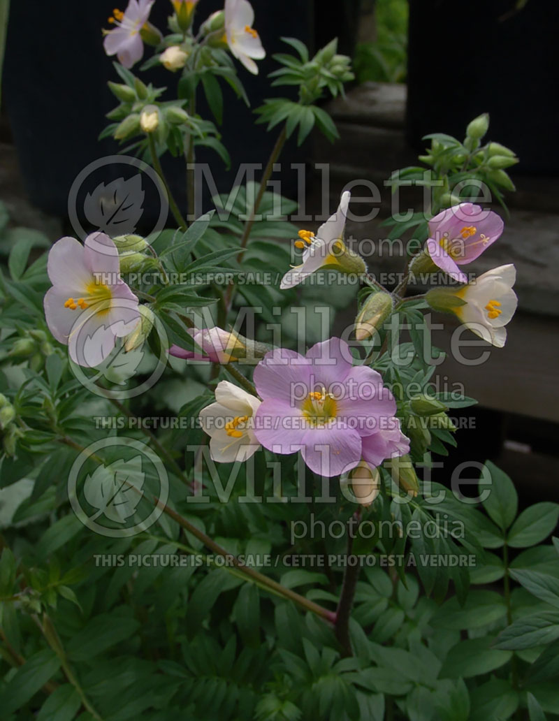 Polemonium Apricot Delight (Jacob's Ladder) 1 