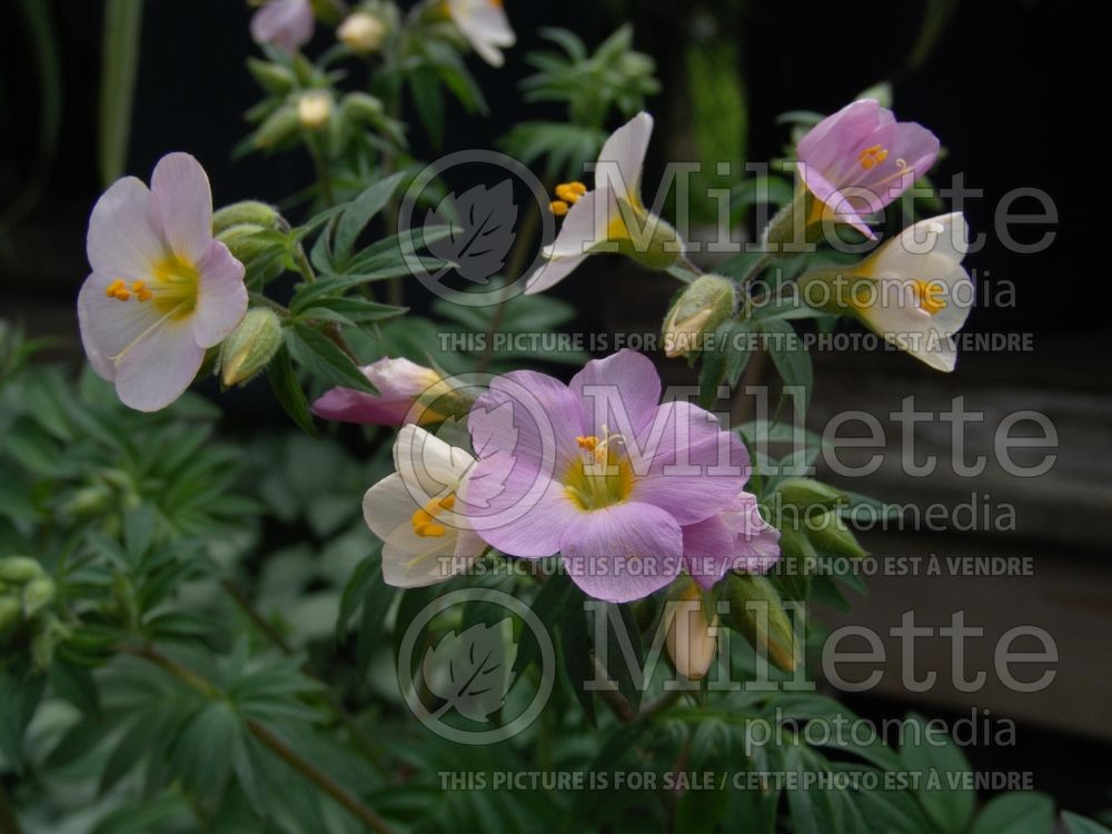 Polemonium Apricot Delight (Jacob's Ladder) 2 