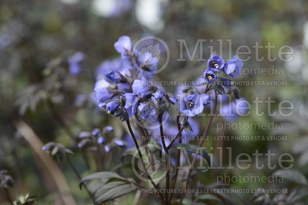 Polemonium Heaven Scent (Jacob's Ladder) 1 