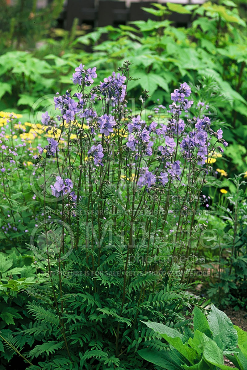 Polemonium Purple Rain (Jacob's Ladder) 1 