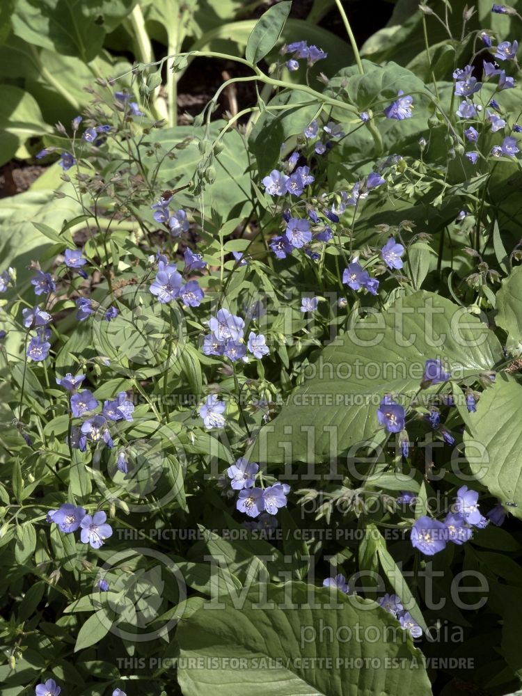 Polemonium Heaven Scent (Jacob's Ladder) 3 