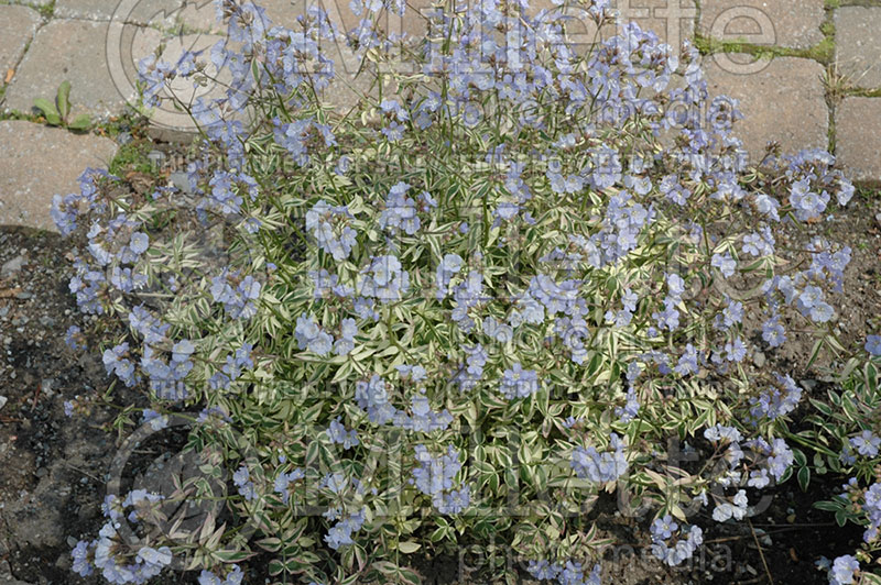 Polemonium Stairway to Heaven (Jacob's Ladder)  1