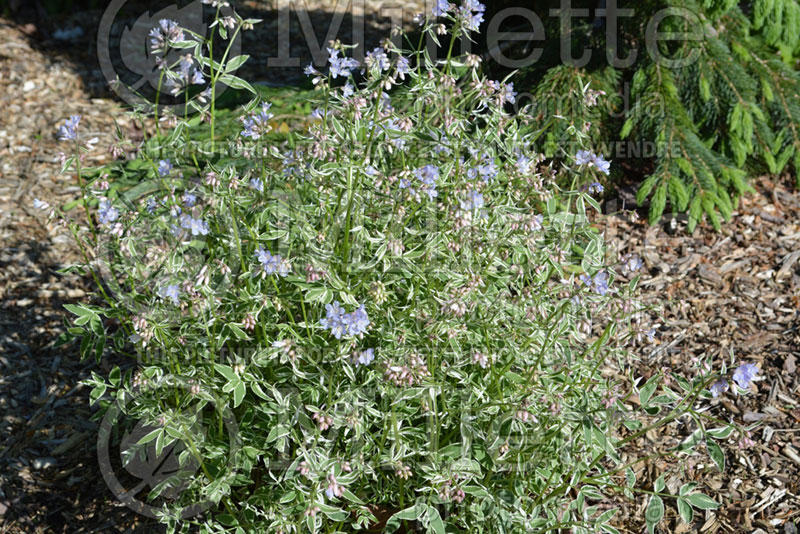 Polemonium Stairway to Heaven (Jacob's Ladder) 2