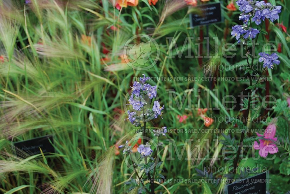 Polemonium Purple Rain (Jacob's Ladder) 3 