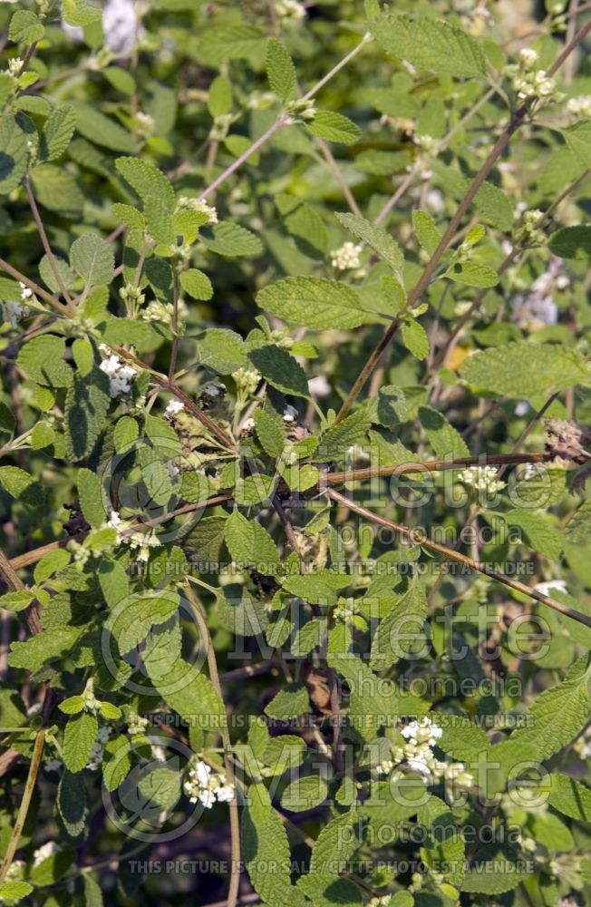 Poliomintha longiflora (Mexican oregano or rosemary mint) 2 