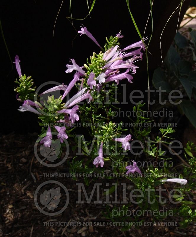 Poliomintha longiflora (Mexican oregano or rosemary mint) 1 