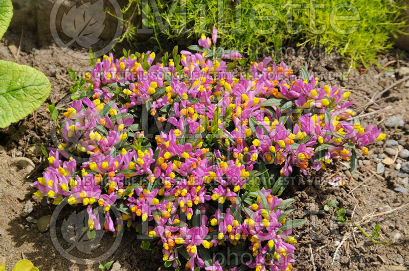 Polygala Rhodoptera (Shrubby Milkwort) 1 