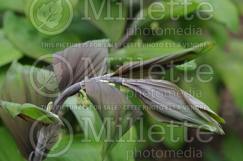 Polygonatum Betburg (Solomon's Seal) 1 