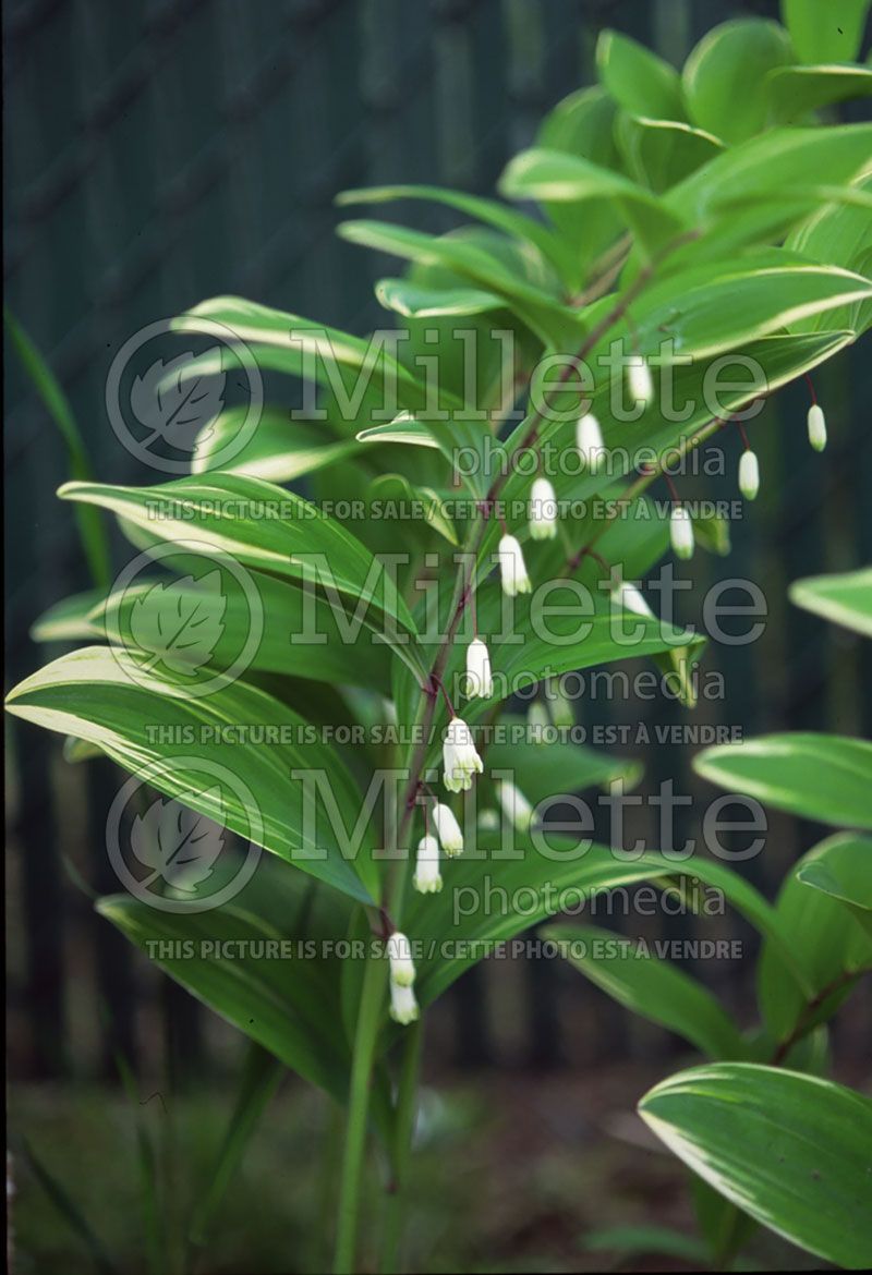 Polygonatum Variegatum (Solomon's Seal)  2