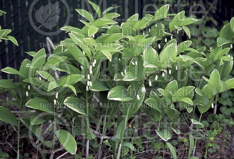 Polygonatum Variegatum (Solomon's Seal)  1