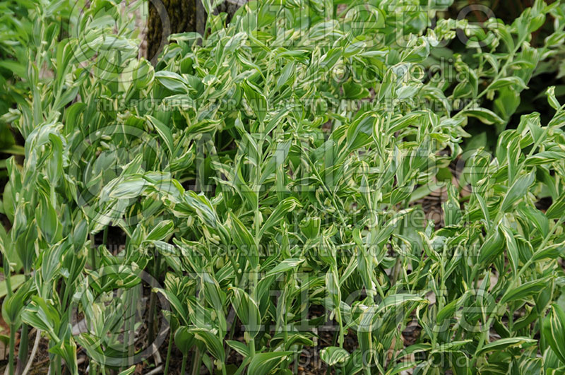 Polygonatum Grace Barker (Solomon's Seal) 1 