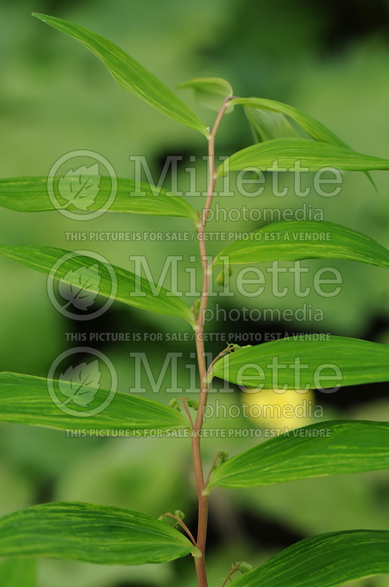 Polygonatum Kon Chiri Shima (Solomon's Seal) 1 