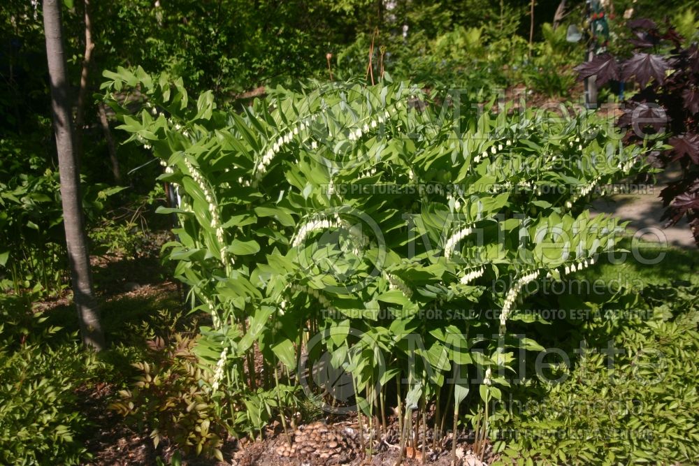 Polygonatum multiflorum (Solomon's Seal) 1 