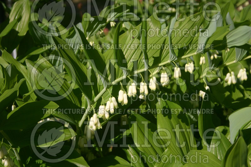 Polygonatum multiflorum (Solomon's Seal) 2 