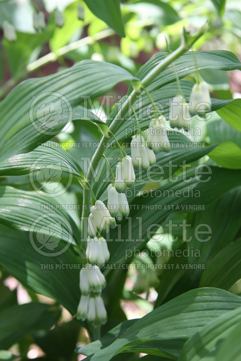 Polygonatum multiflorum (Solomon's Seal) 5 